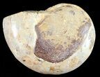 Sliced, Agatized Ammonite Fossil (Half) - Jurassic #54059-1